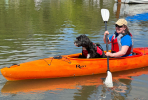 Dog buoyancy aids for kayaking 